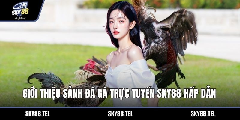 Giới thiệu sảnh đá gà trực tuyến Sky88 hấp dẫn